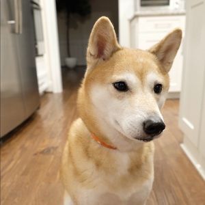 Meet your Posher, Donna